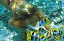 vacanze mare italia nei parchi nazionali - Elba Toscana, Sardegna